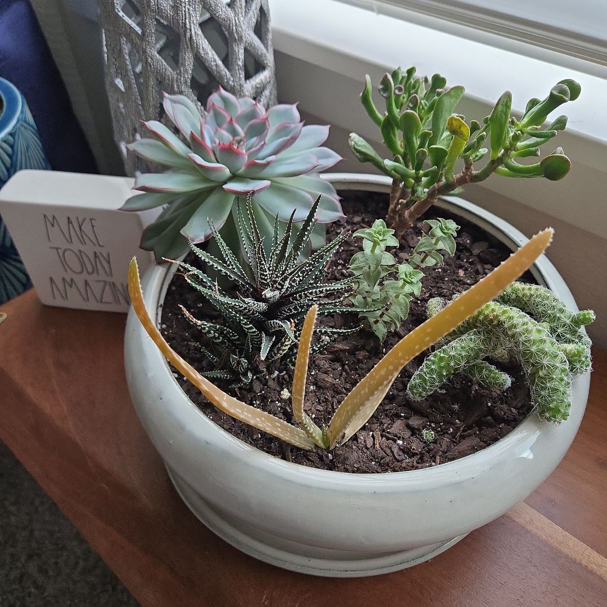 Photo of the plant species Agave Titanota by @samowski named Succulents 3 on Greg, the plant care app