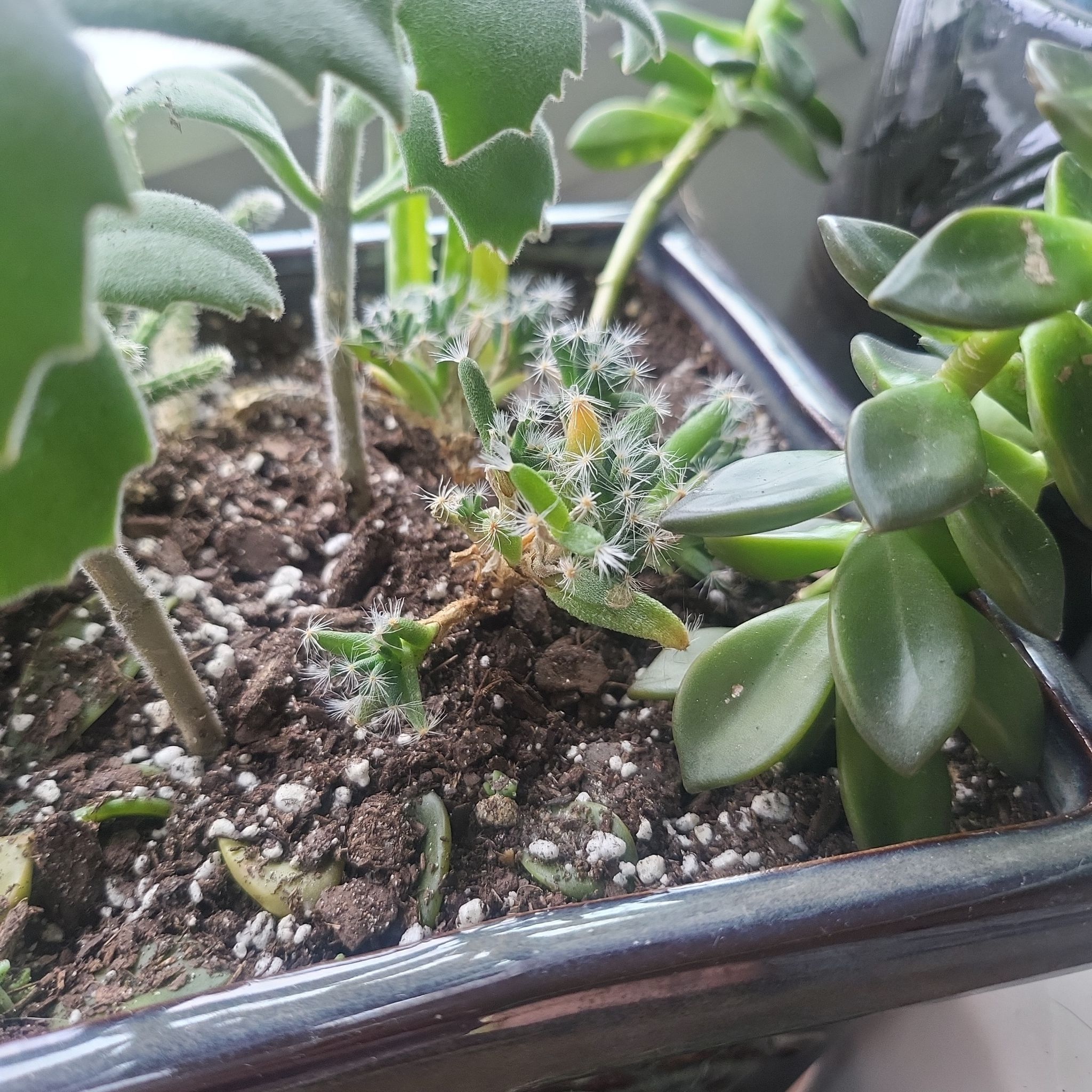 Potted plant arrangement with Miniature Desert Rose and other species, healthy and well-drained soil.