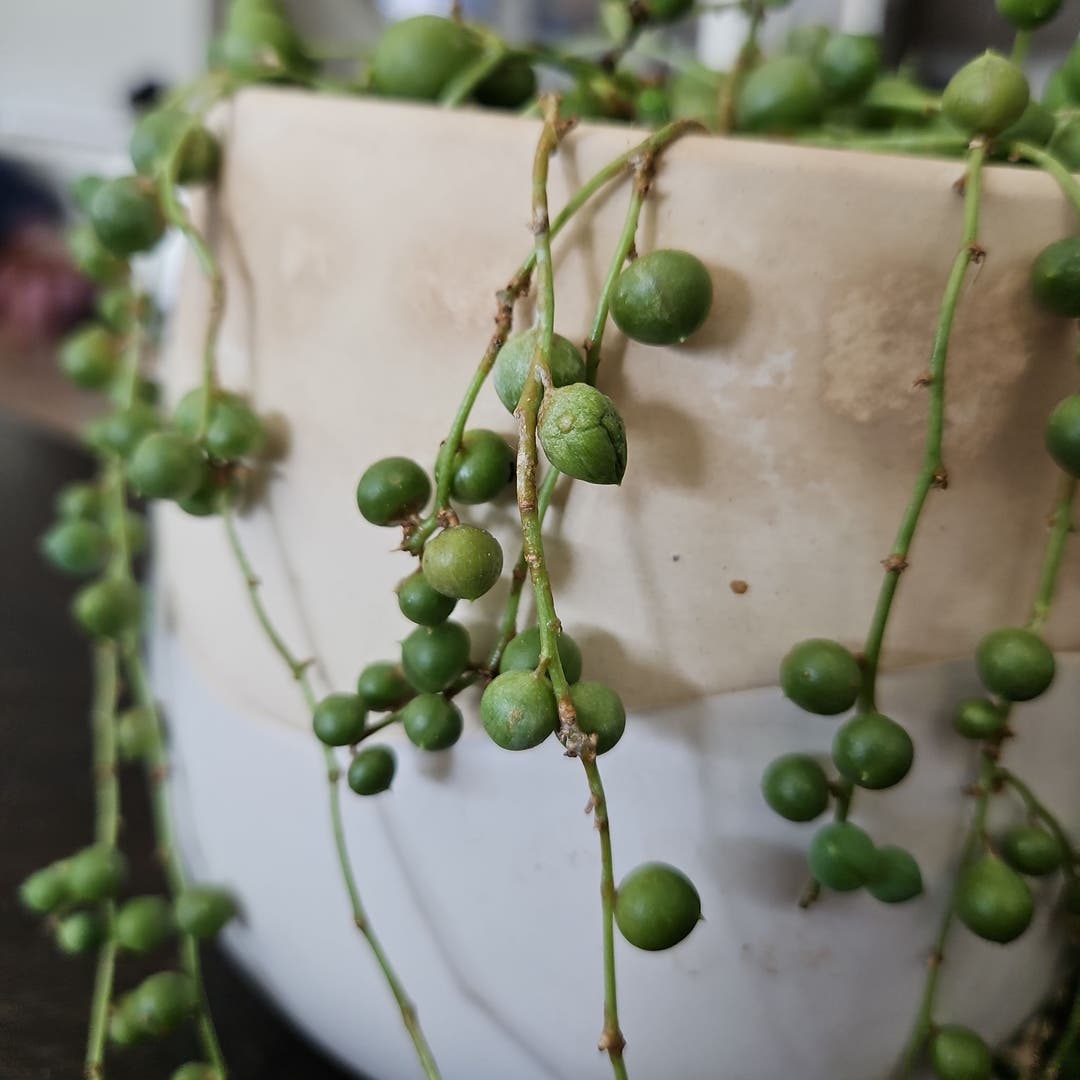 Got a Gripe with String of Pearls? Here's How She'll Thrive from