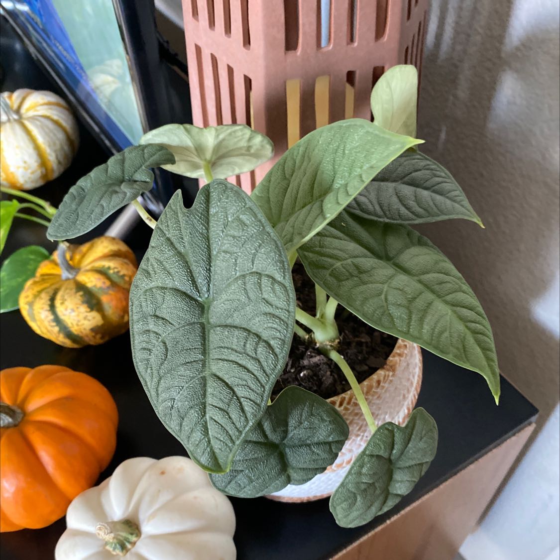Alocasia 'Rugosa' plant with dark green, textured leaves in a pot, surrounded by decorative gourds.