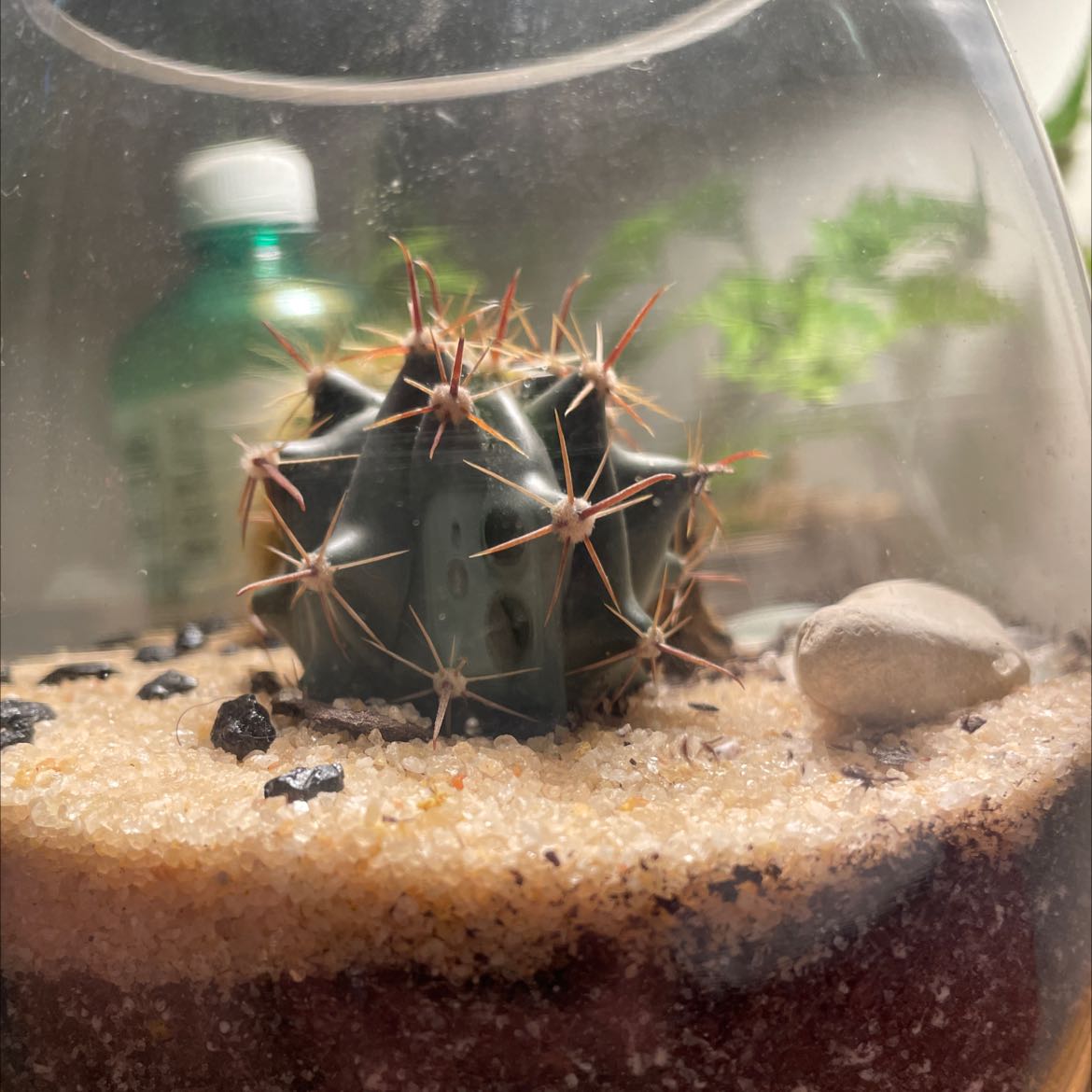Devil's Tongue Barrel Cactus in a terrarium with sandy soil and background elements.