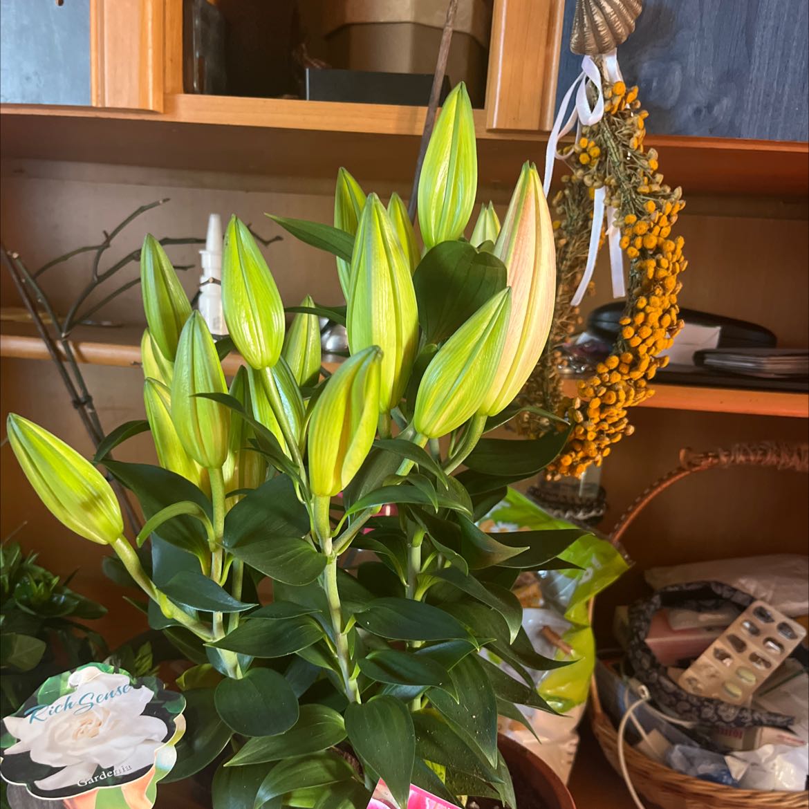 Plant care for Asiatic Lily 'Black Out' on Greg, the plant care app