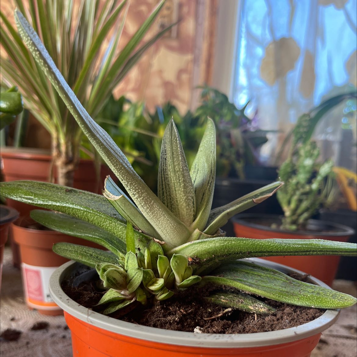 Photo of the plant species Pale Brother by @amandoss_boss named Your plant on Greg, the plant care app