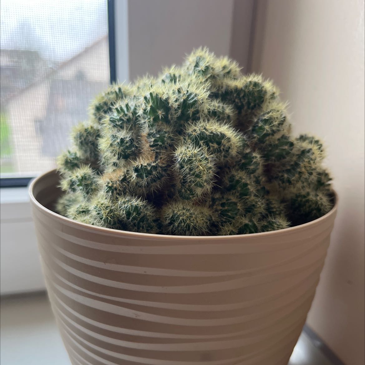 Photo of the plant species Straw-Top Cholla by @amandoss_boss named Your plant on Greg, the plant care app