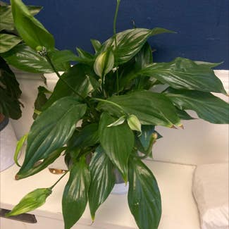 Peace Lily plant in Bristol, England