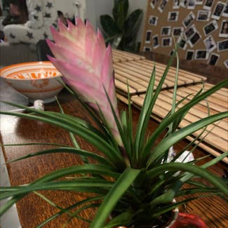 Pink Quill plant in Bristol, England
