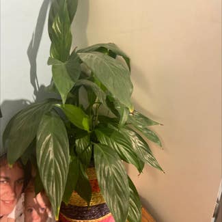 Peace Lily plant in Bristol, England