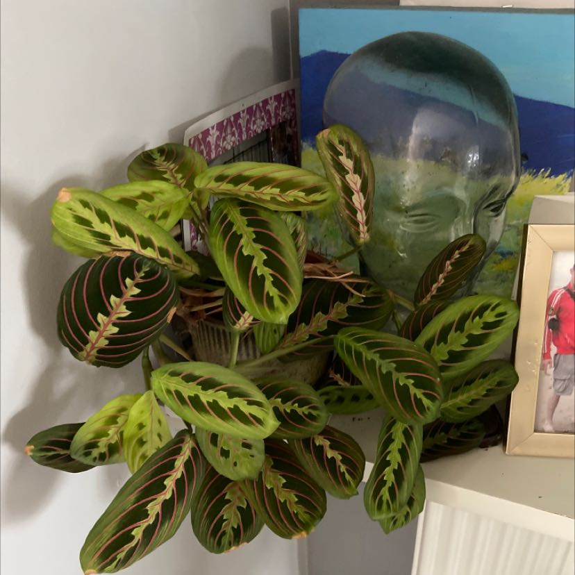 Prayer Plant with vibrant green leaves and red veins, well-framed and healthy.