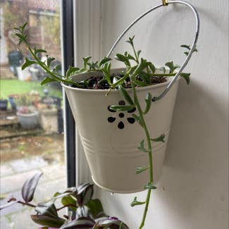 String of Dolphins plant in Bristol, England