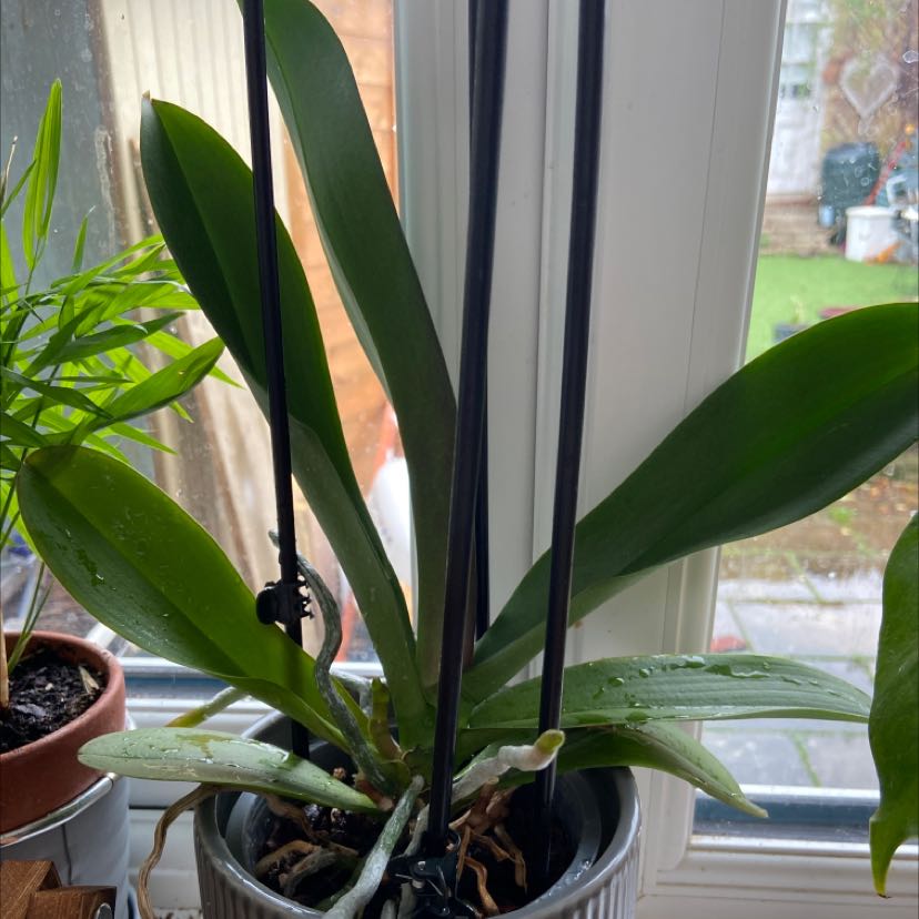 Orchid plant in a pot near a window with green healthy leaves.