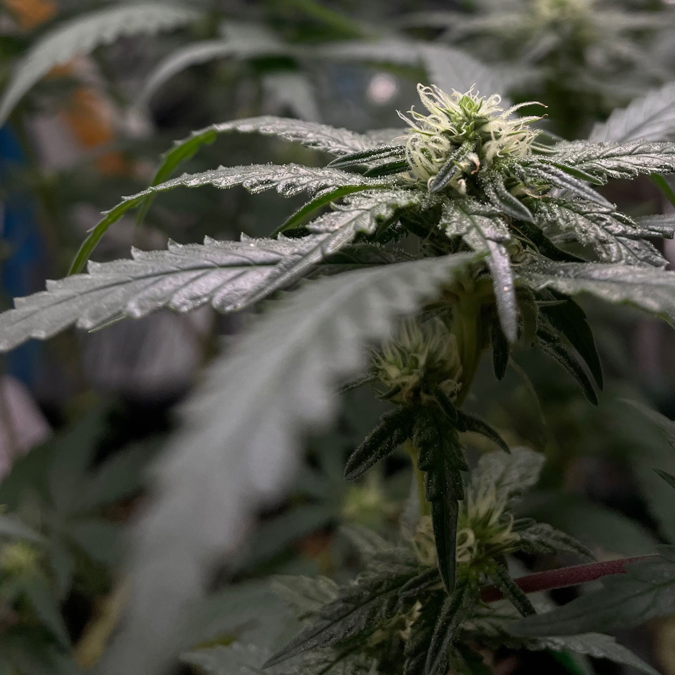 Photo of the plant species Marijuana by @LavishGasteria named Sugarcane on Greg, the plant care app