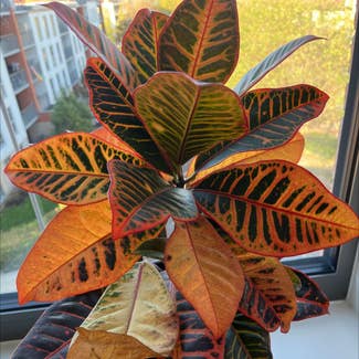 Gold Dust Croton plant in Greater London, England