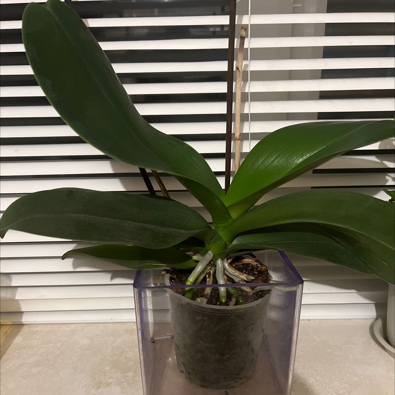 A healthy orchid plant with broad, green leaves in a transparent pot.