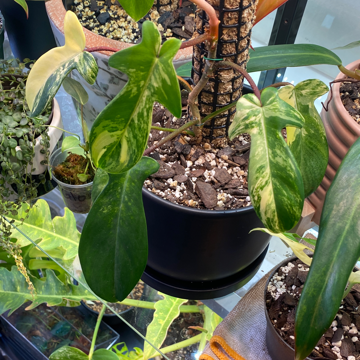 Philodendron 'Florida Beauty' plant with variegated leaves, some yellowing and browning, in a pot with visible soil.