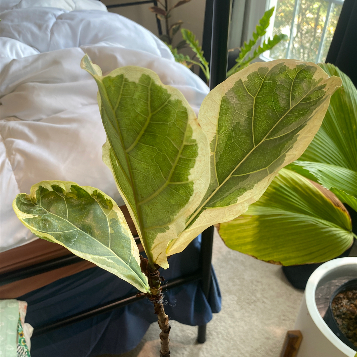 Photo of the plant species Variegated Fiddle Leaf Fig by @Blau_Ozean named Dr Seuss on Greg, the plant care app