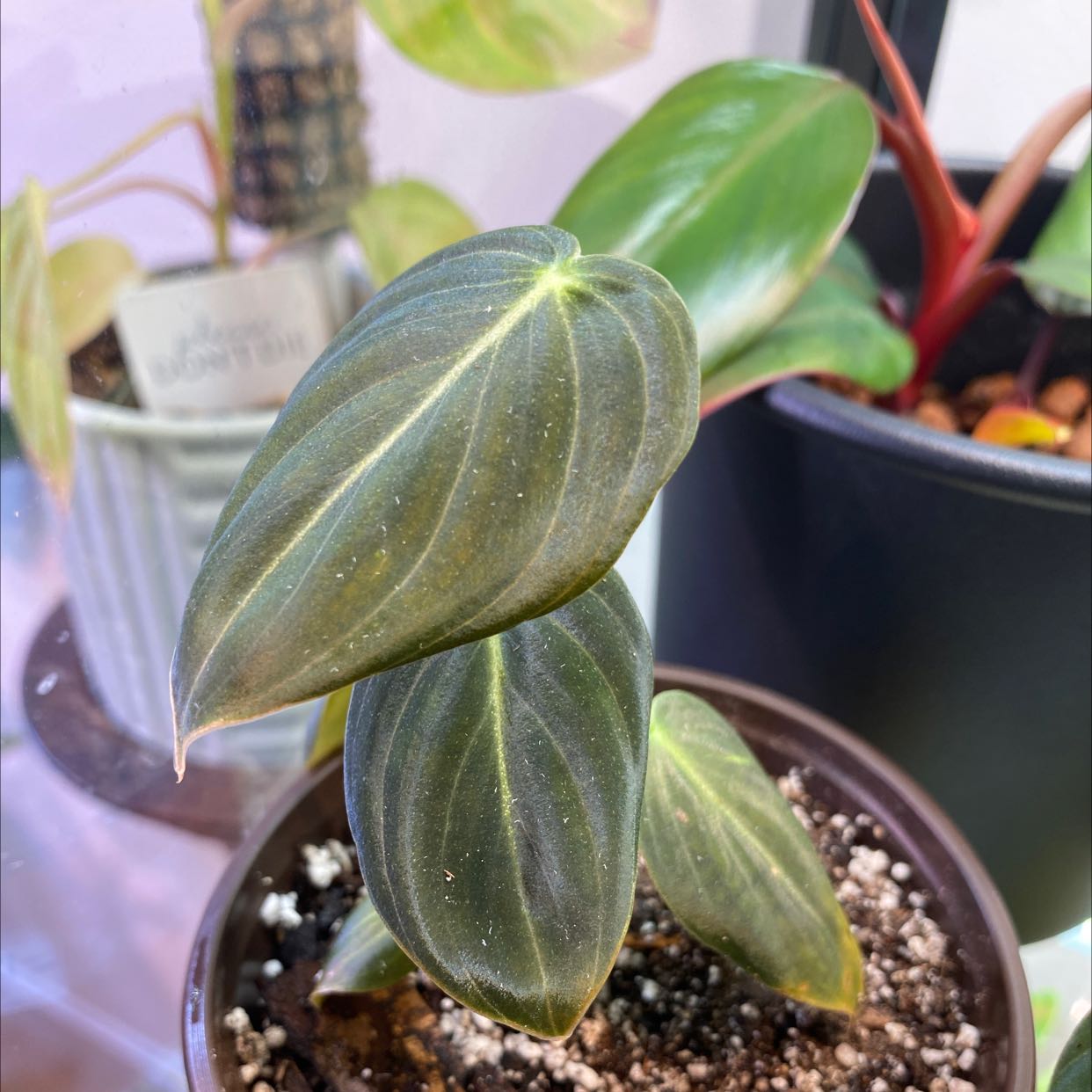 Black Gold Philodendron plant with dark green leaves and visible veins in a pot.