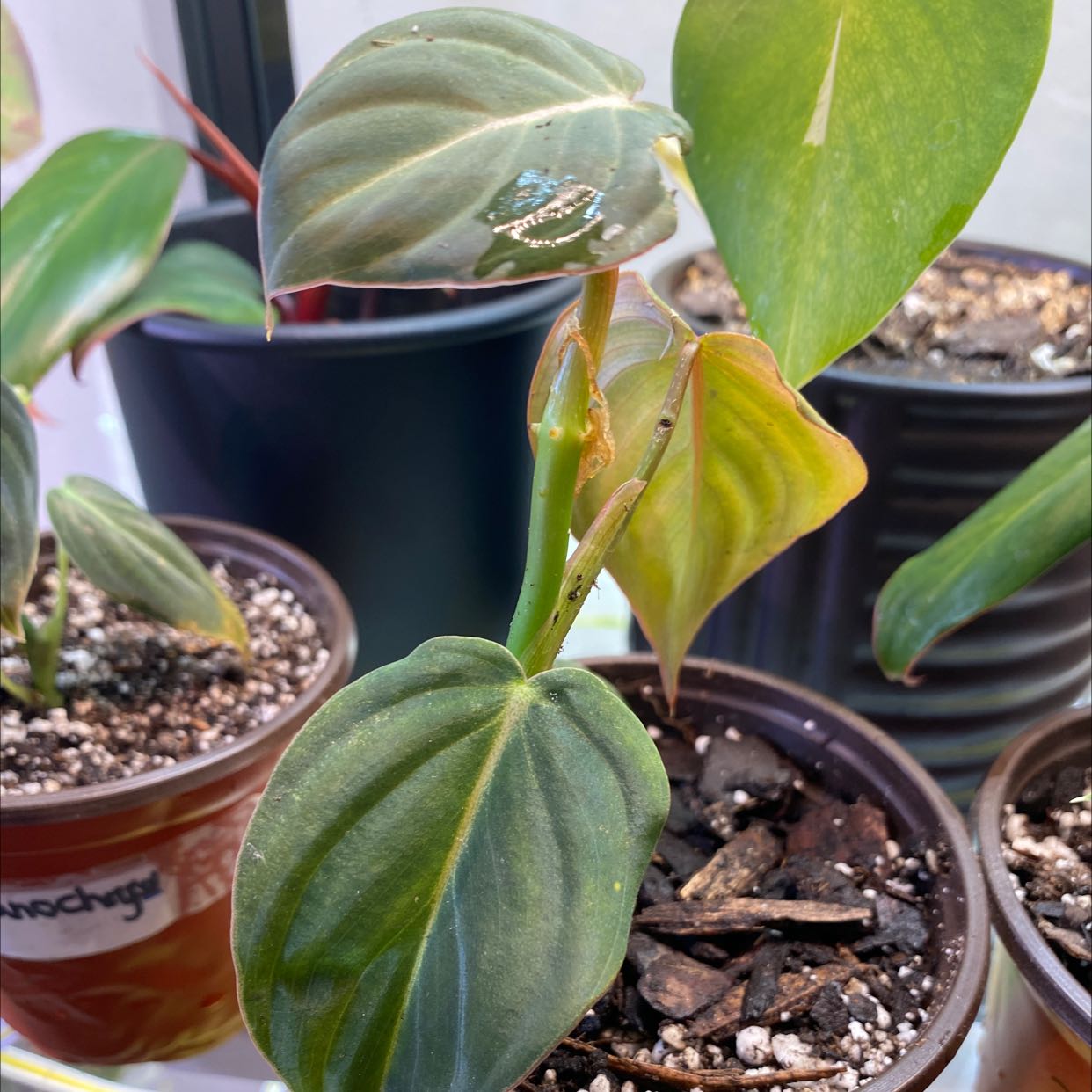 Philodendron gloriosum plant in a pot with visible yellowing and browning leaves.