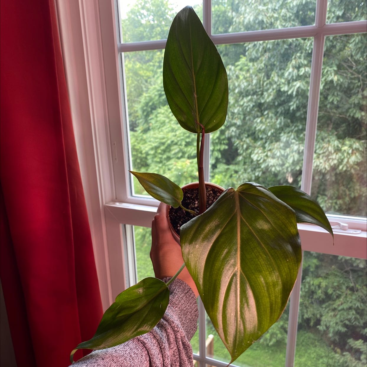 Philodendron 'Summer Glory' plant held near a window, healthy green leaves.