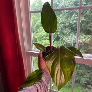 Philodendron 'Summer Glory' plant in Somewhere on Earth