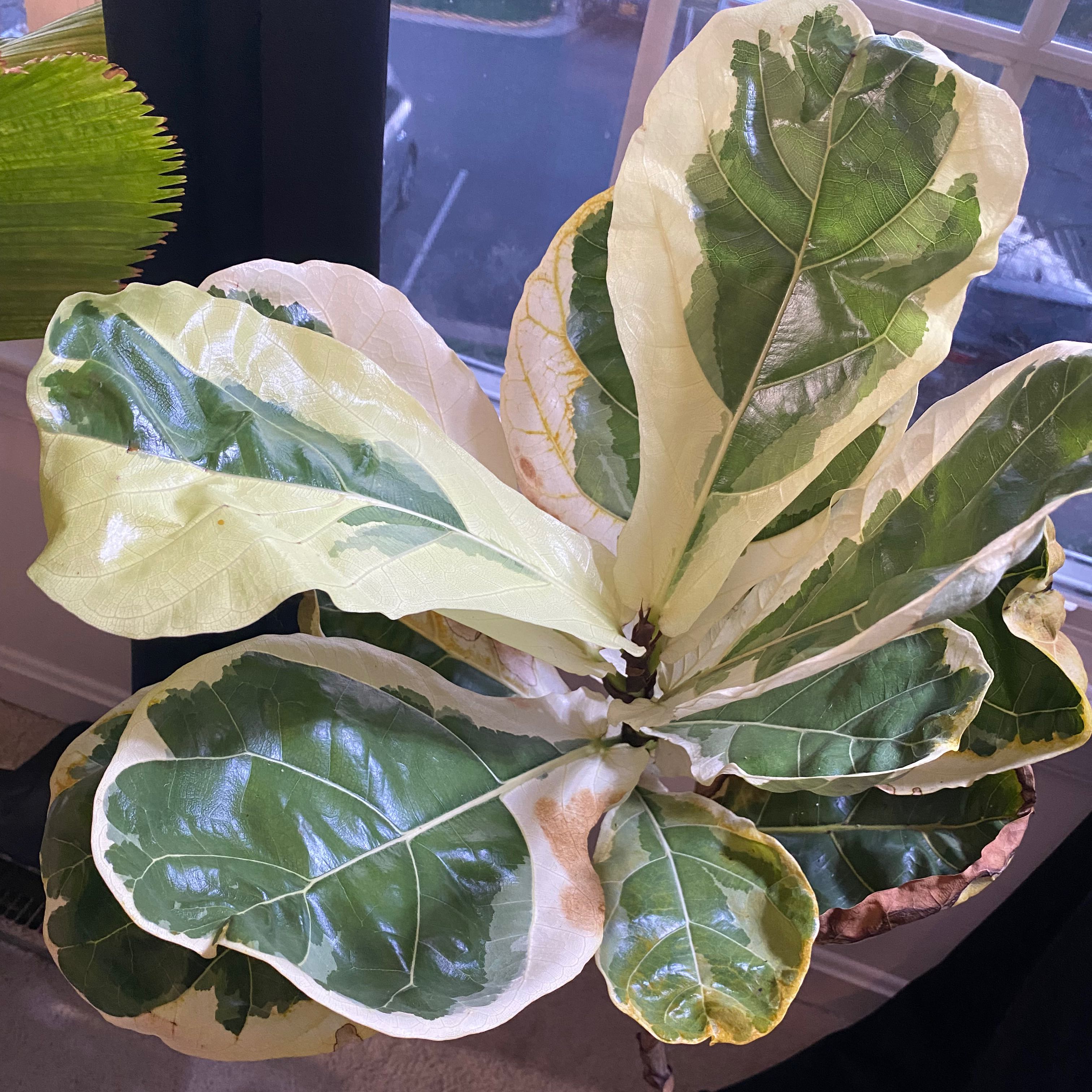 Photo of the plant species Variegated Fiddle Leaf Fig by @Blau_Ozean named ChloroPhil on Greg, the plant care app
