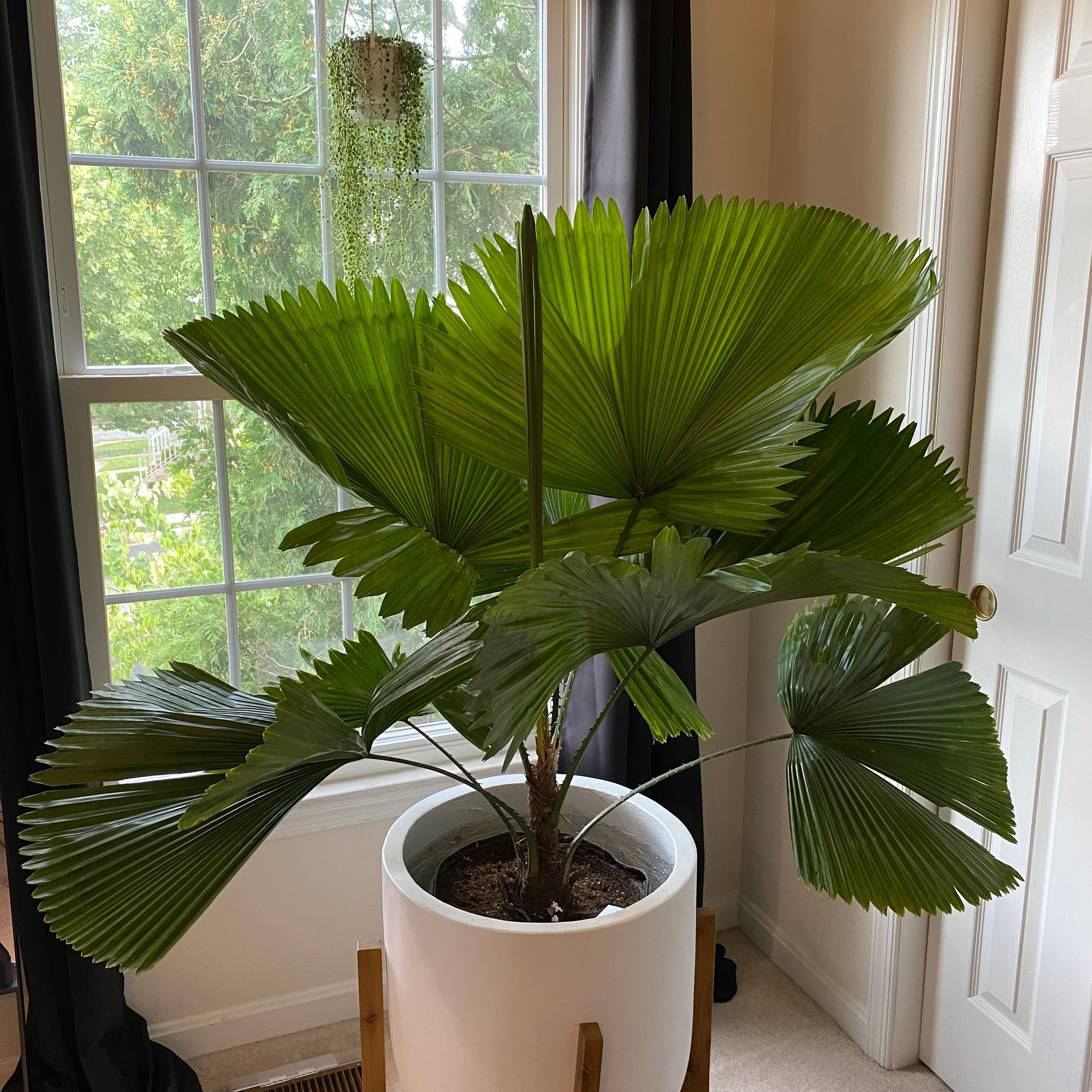 Photo of the plant species Elegant Fan Palm by @Blau_Ozean named Petal on Greg, the plant care app