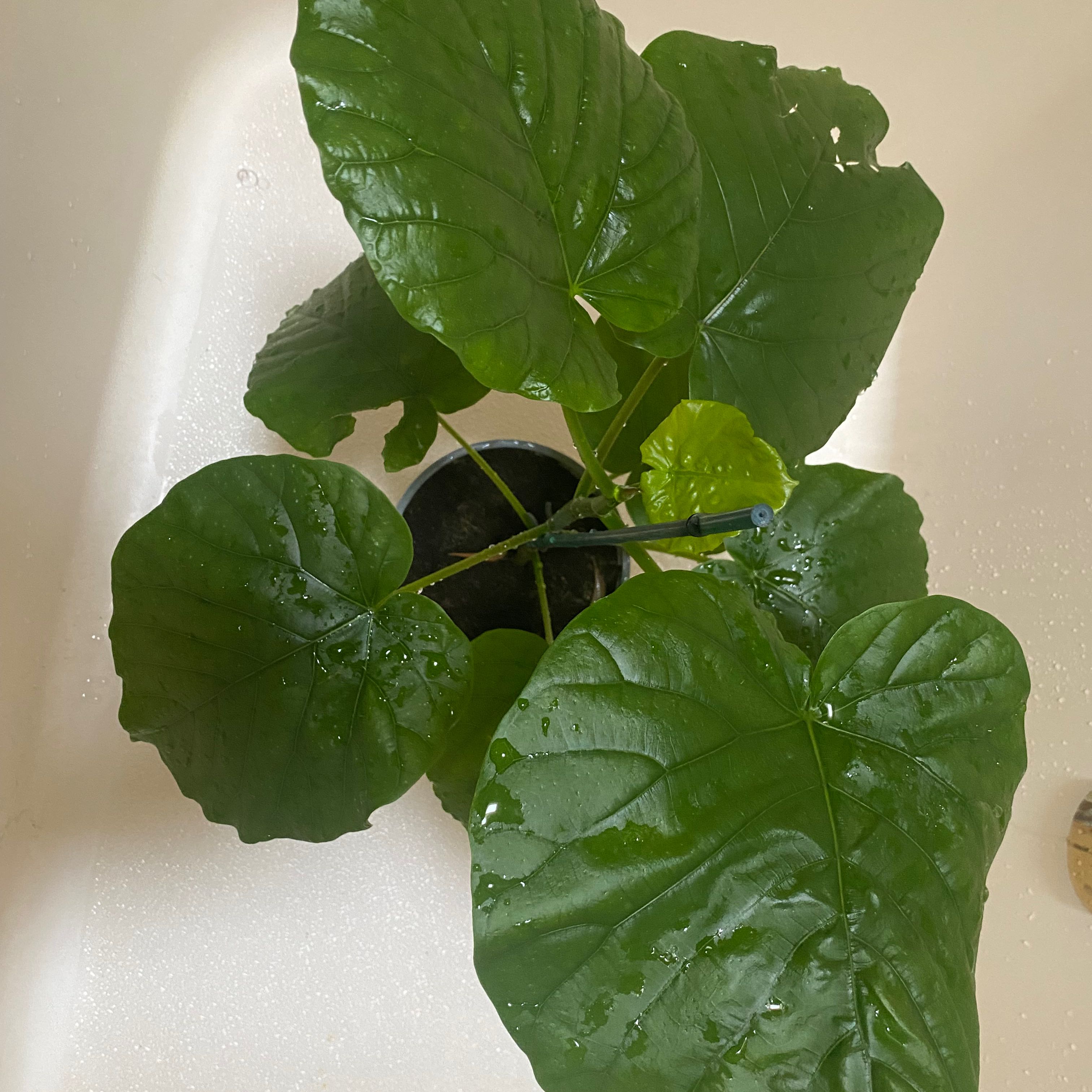 Ficus umbellata plant with large, glossy green leaves, well-framed and in focus.