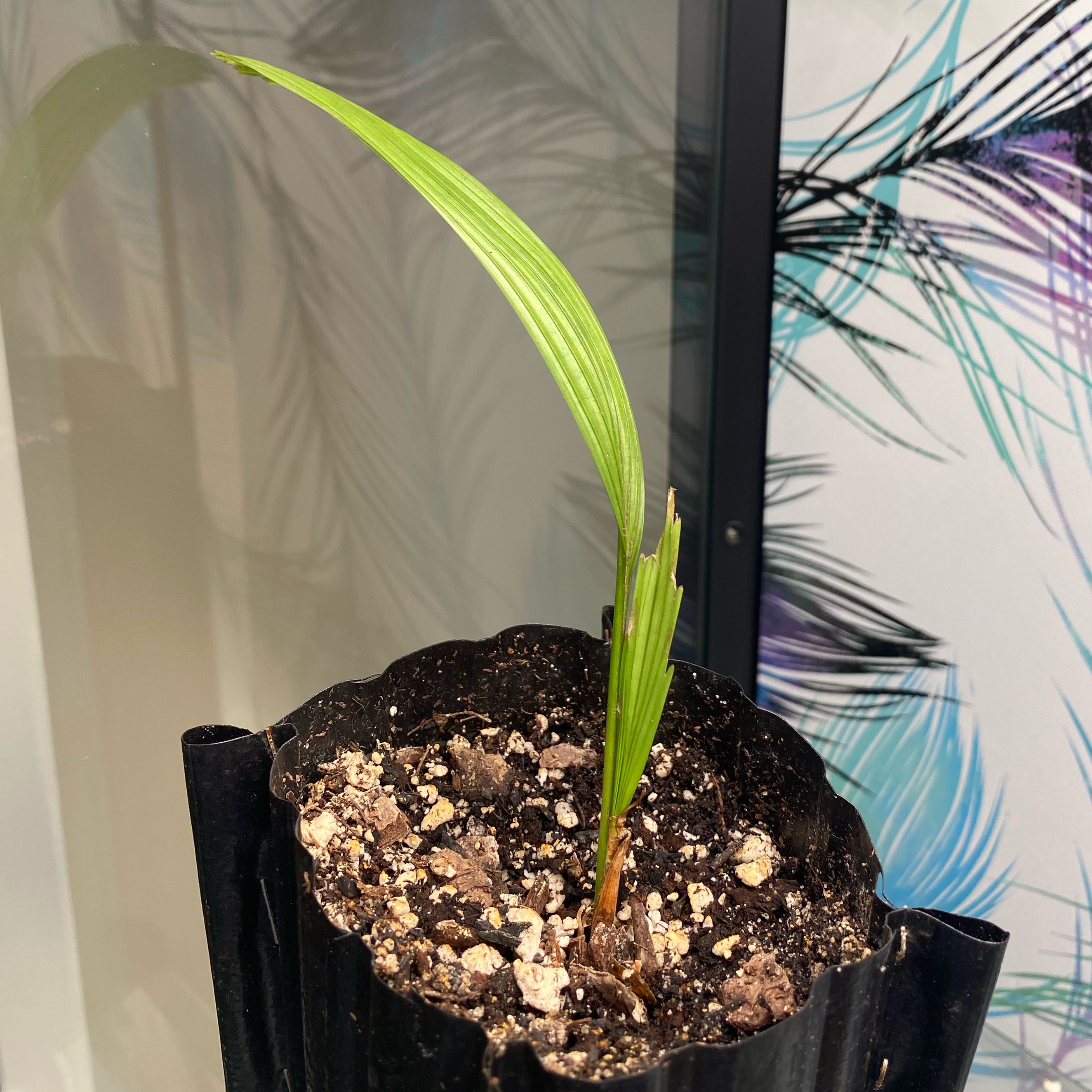 Photo of the plant species Licuala orbicularis by @Blau_Ozean named Orbee on Greg, the plant care app