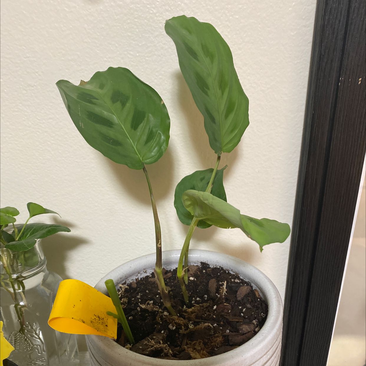 Potted Prayer Plant with green leaves in a white pot, visible soil.