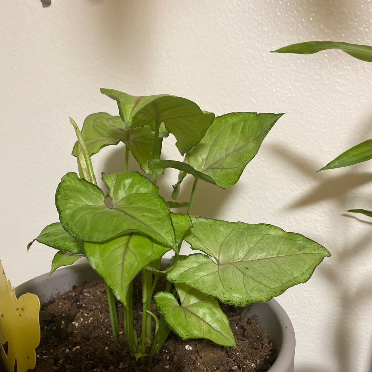 Syngonium 'Berry' plant in a pot with visible soil and healthy green leaves.