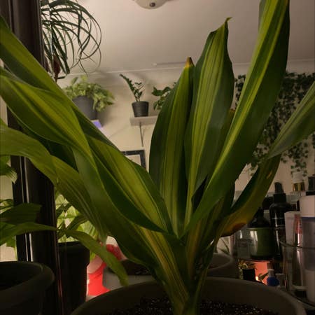 Photo of the plant species Dracaena 'Golden Heart' by Fabfalsealoe named Your plant on Greg, the plant care app