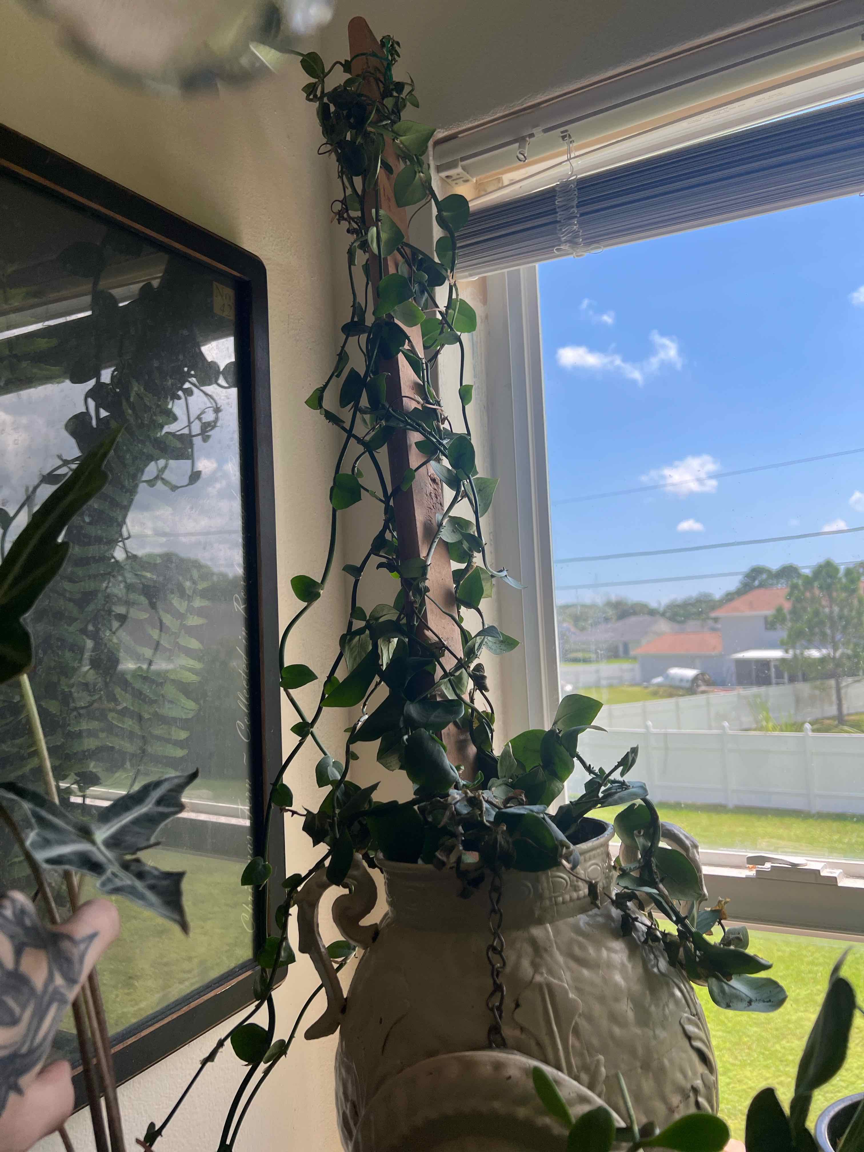 Shingle Plant climbing up a support structure in a pot, with a window and outdoor scenery in the background.