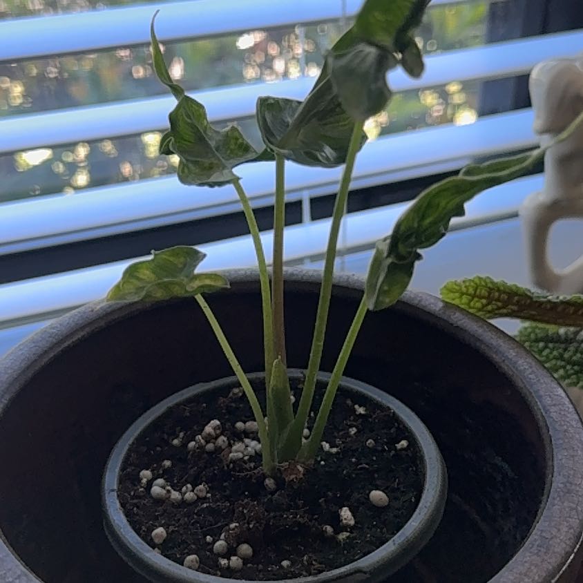 Photo of the plant species Alocasia 'Teletubbies' by @chazfusco named Fernie Saunders on Greg, the plant care app