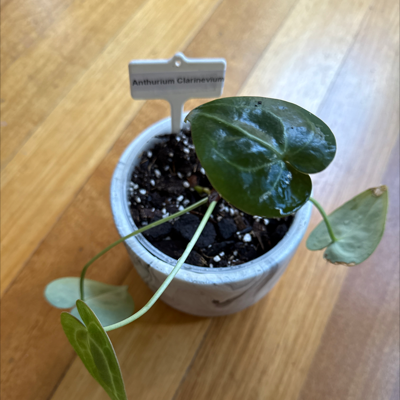 Photo of the plant species Anthurium Clarinervium x Bintang Kejora by @SeamlessShallot named Anthurium clarinetvium on Greg, the plant care app