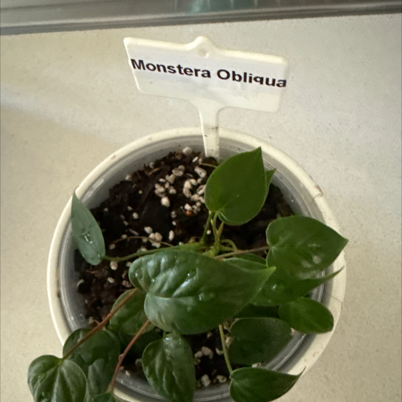 Photo of the plant species obliqua peru by @SeamlessShallot named Monestera Obliqua on Greg, the plant care app