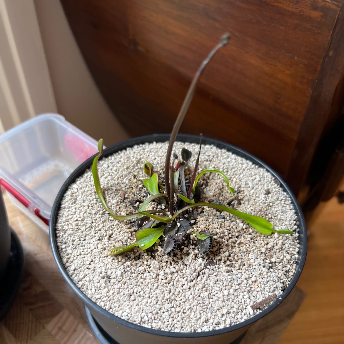 Plant care for Venus Fly Trap on Greg, the plant care app