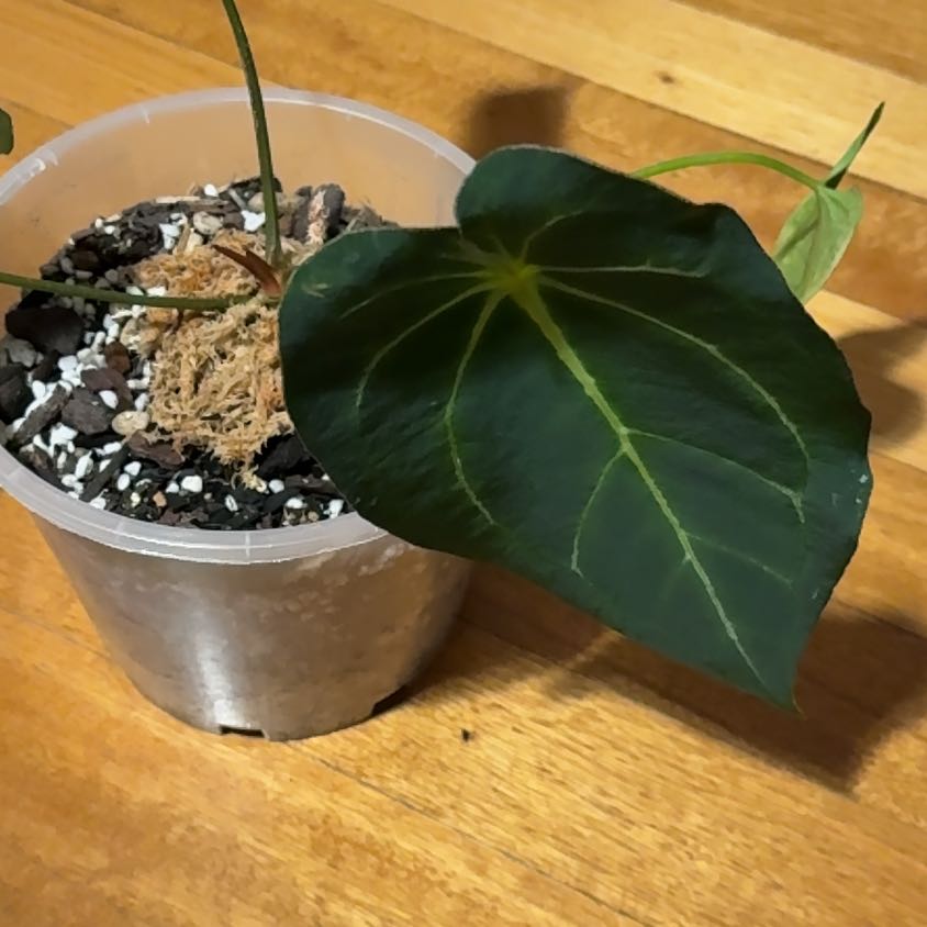 Photo of the plant species Anthurium Dark Phoenix x RG Dressleri by @SeamlessShallot named Anthurium Dark Phoenix on Greg, the plant care app