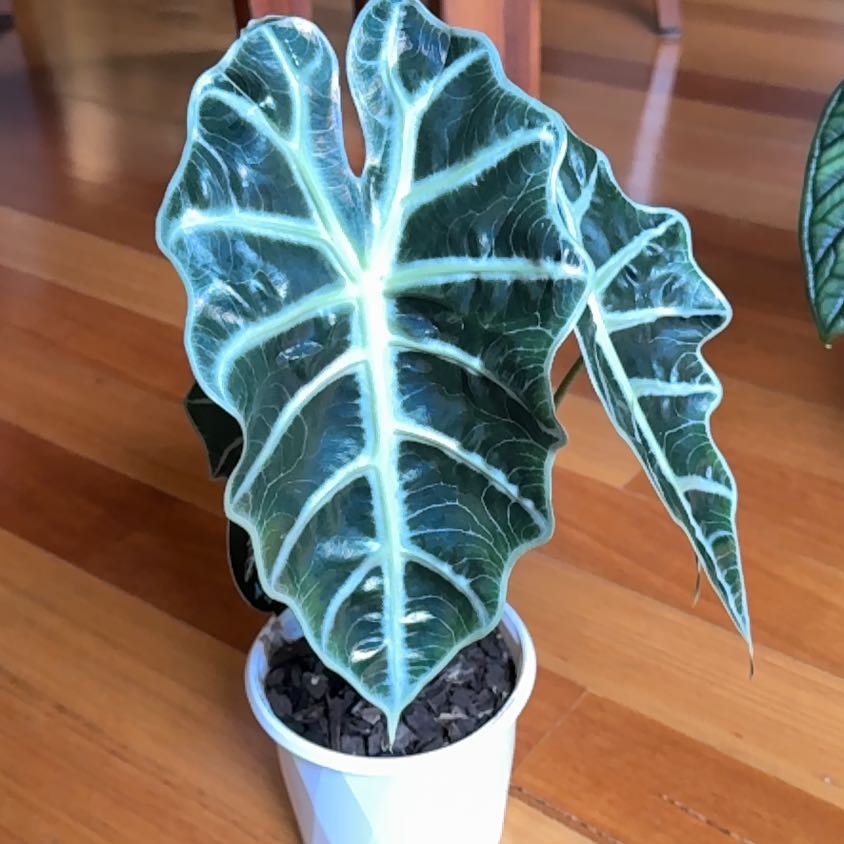 Photo of the plant species Dwarf Amazonica by @SeamlessShallot named Alocasia dwarf Amazonica on Greg, the plant care app