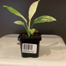 Photo of the plant species Sensation Peace Lily by @SeamlessShallot named Peace Lily Sensation on Greg, the plant care app