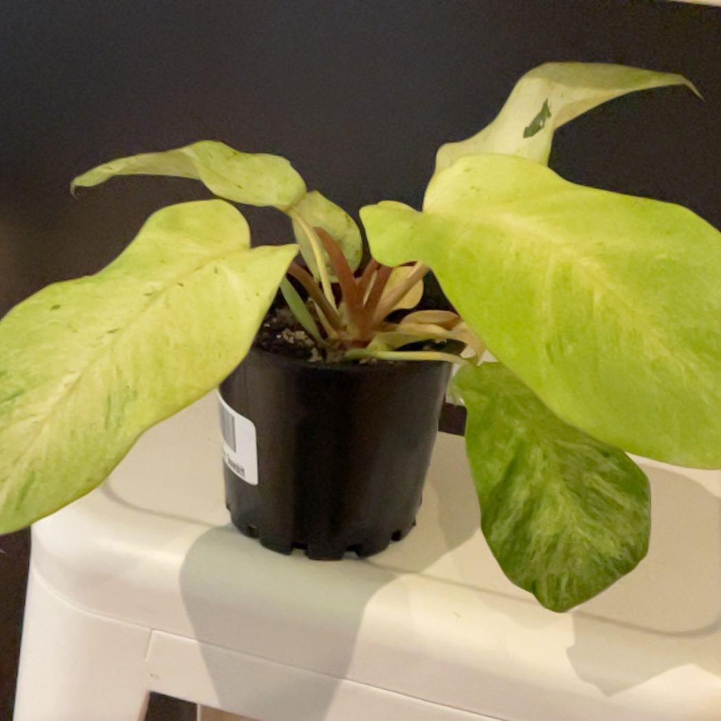 Photo of the plant species Philodendron 'Snow Drift' by @SeamlessShallot named Philodendron Snowdrift on Greg, the plant care app