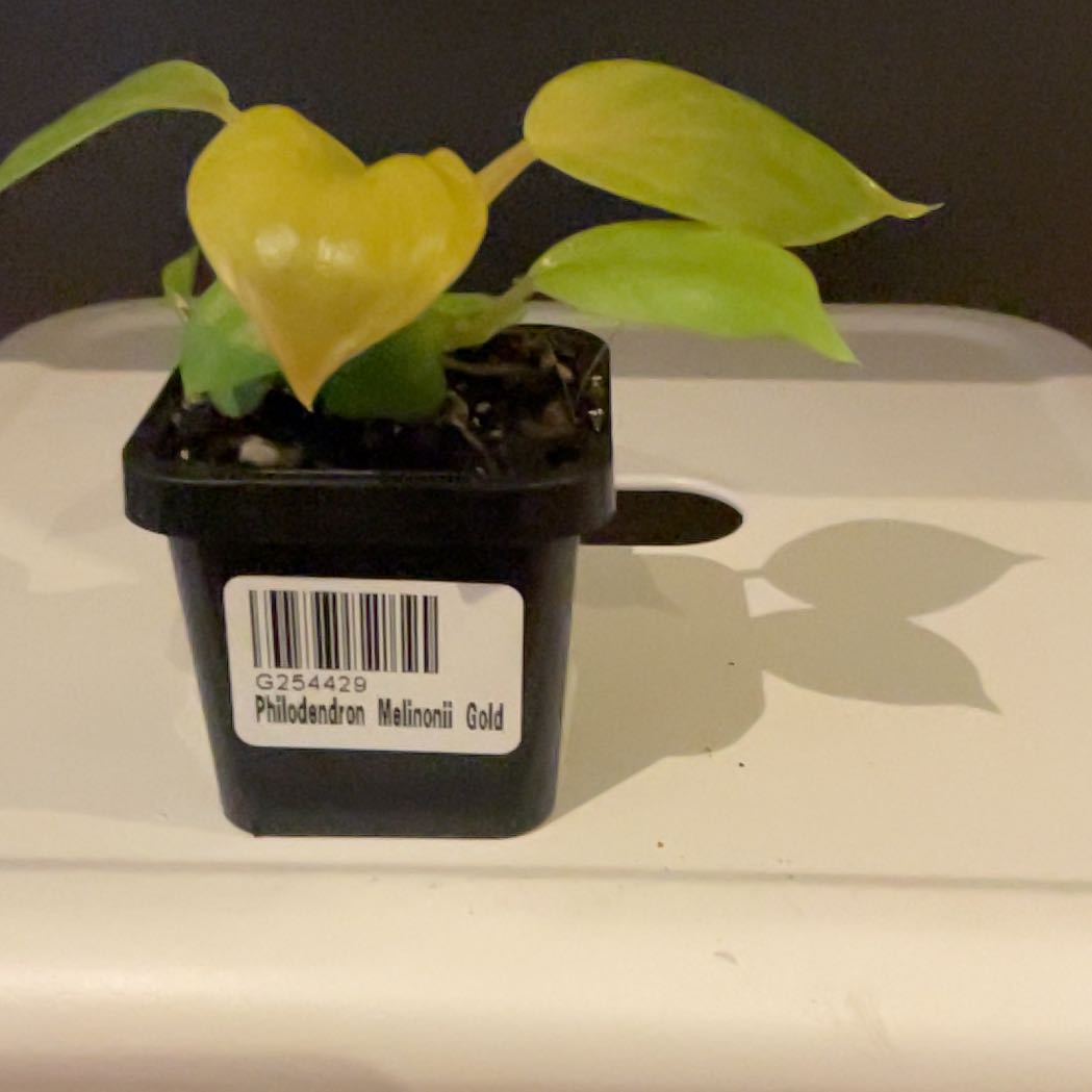 Photo of the plant species Philodendron Golden Melinonii by @SeamlessShallot named Philodendron Golden Melinonii on Greg, the plant care app