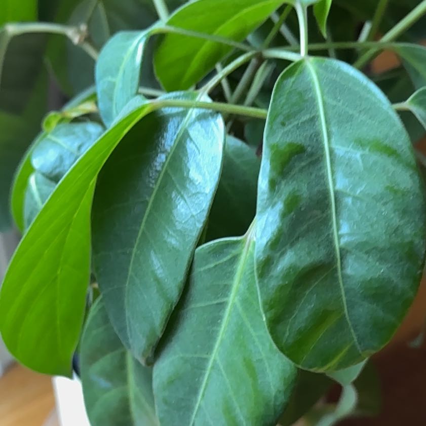 Photo of the plant species Alpine Schefflera by @SeamlessShallot named Adrian on Greg, the plant care app