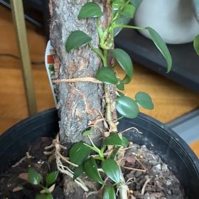 Photo of the plant species Philodendron 'Green Emerald' by @SeamlessShallot named Adrian on Greg, the plant care app