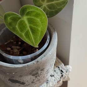 Photo of the plant species Anthurium crystallinum magnificum by @SeamlessShallot named Adrian on Greg, the plant care app