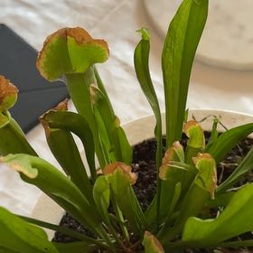 Photo of the plant species Hooded Pitcherplant by @SeamlessShallot named Adrian on Greg, the plant care app