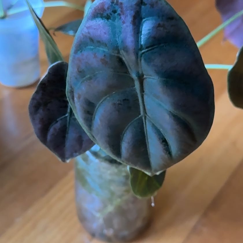 Photo of the plant species Red Secret Alocasia by @SeamlessShallot named Alocasia Red on Greg, the plant care app