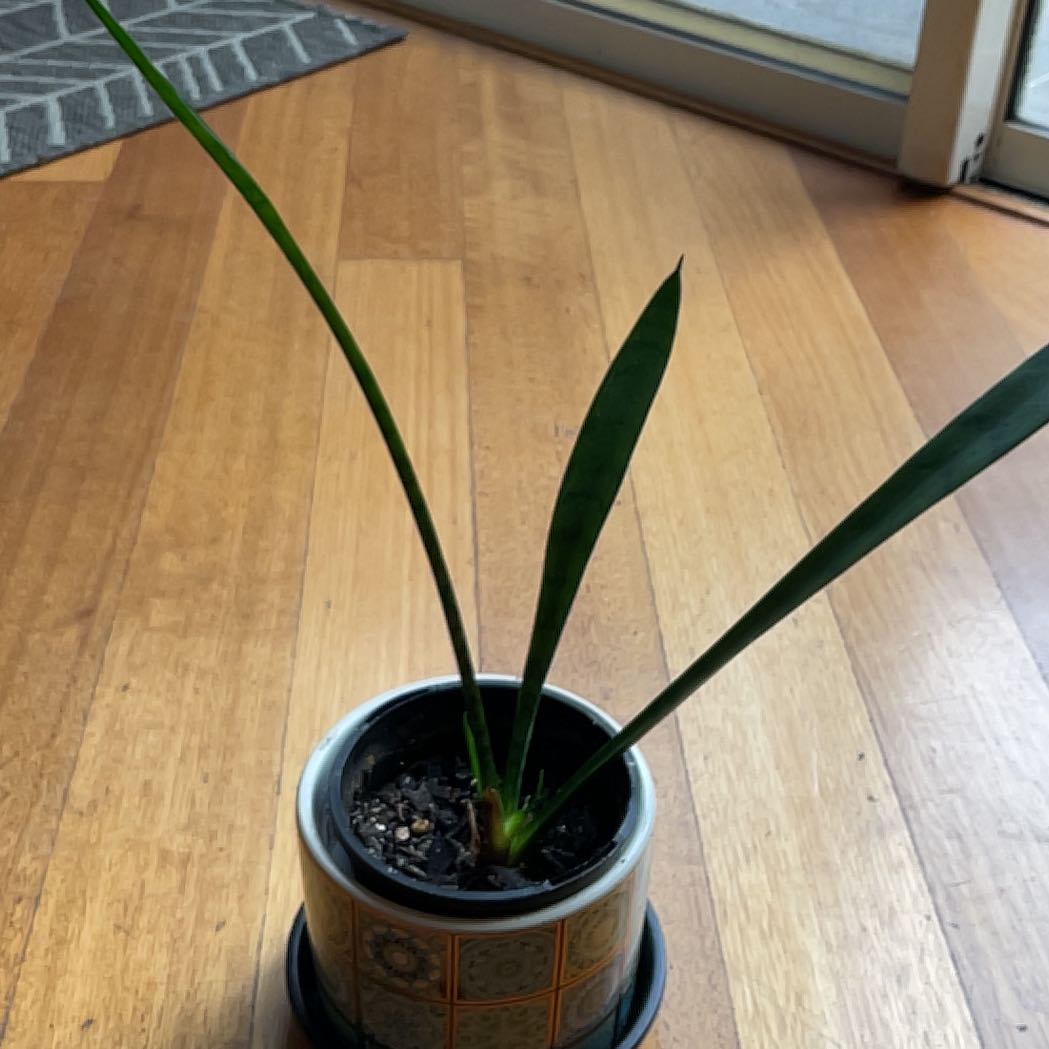 Photo of the plant species Sansevieria Silver Flame by @SeamlessShallot named Snake plant small on Greg, the plant care app