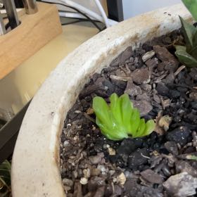 Photo of the plant species Albinica Living Stones by @SeamlessShallot named Lithops on Greg, the plant care app