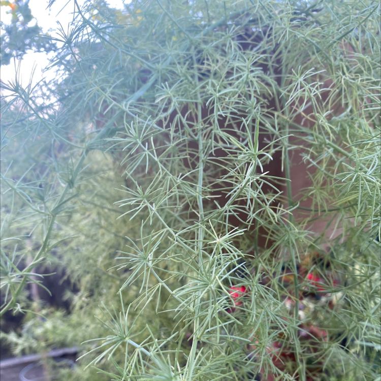 Photo of the plant species Lotus berthelotii by @DebonairPlain named Lotus berthelotii on Greg, the plant care app