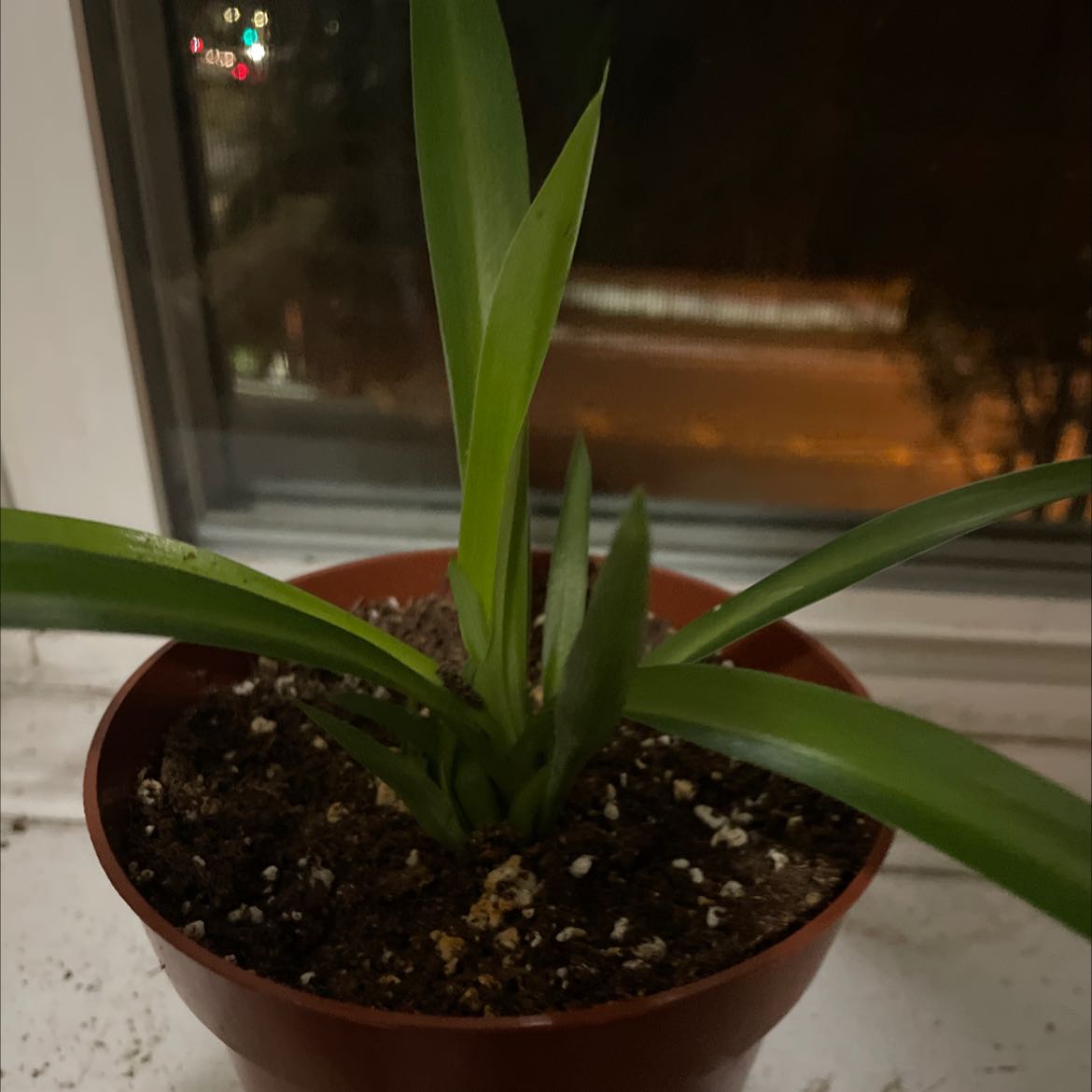 Photo of the plant species Spider Agave by @FullLychee named Lil baby on Greg, the plant care app