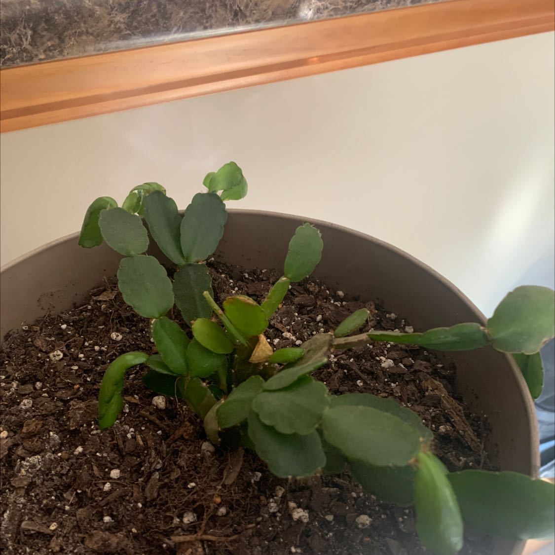 Photo of the plant species Schlumbergera × graeseri by @SlickOrchid named Miley on Greg, the plant care app
